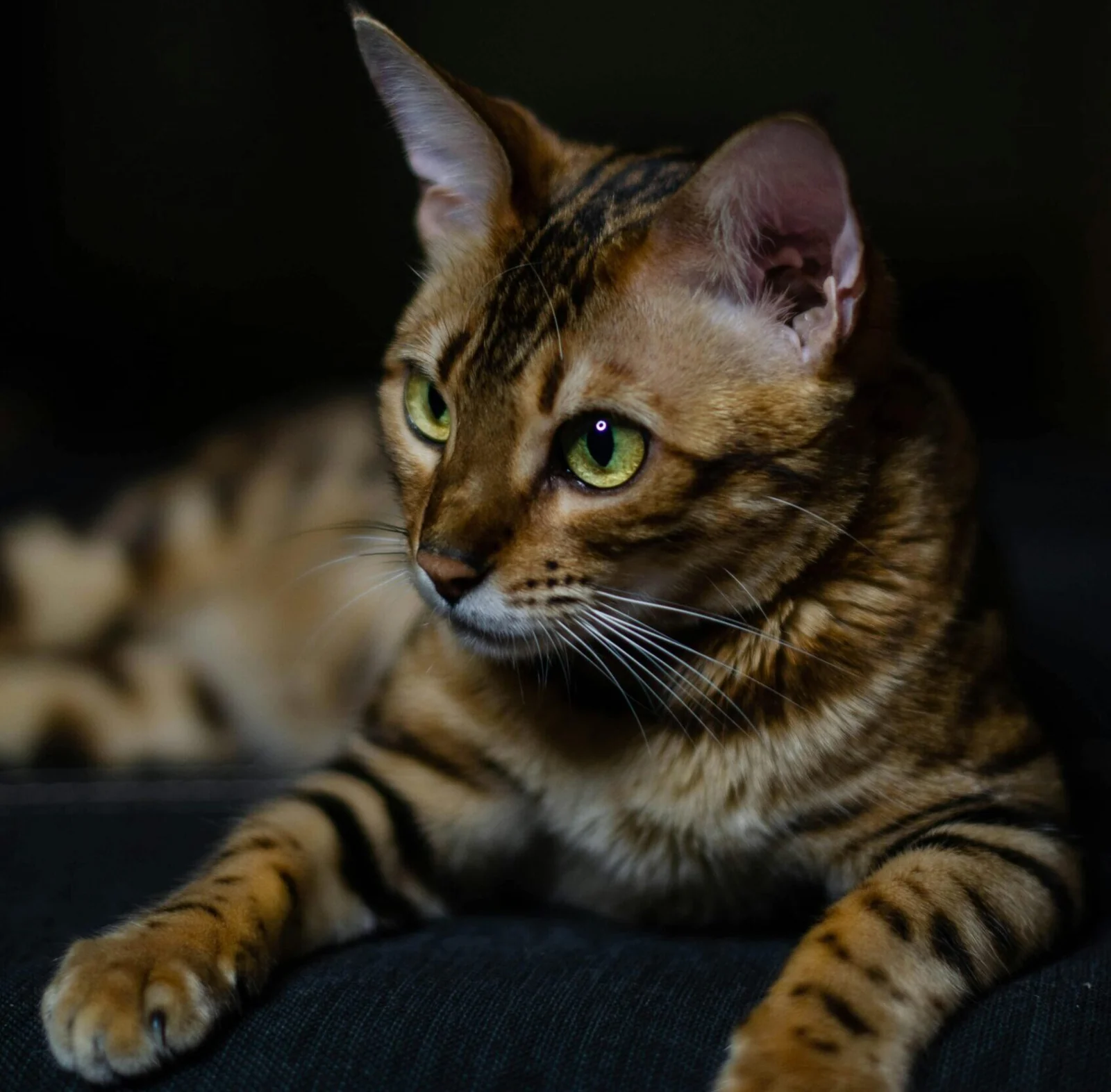 Retrato de un gato Bengalí de Reyes Felinos