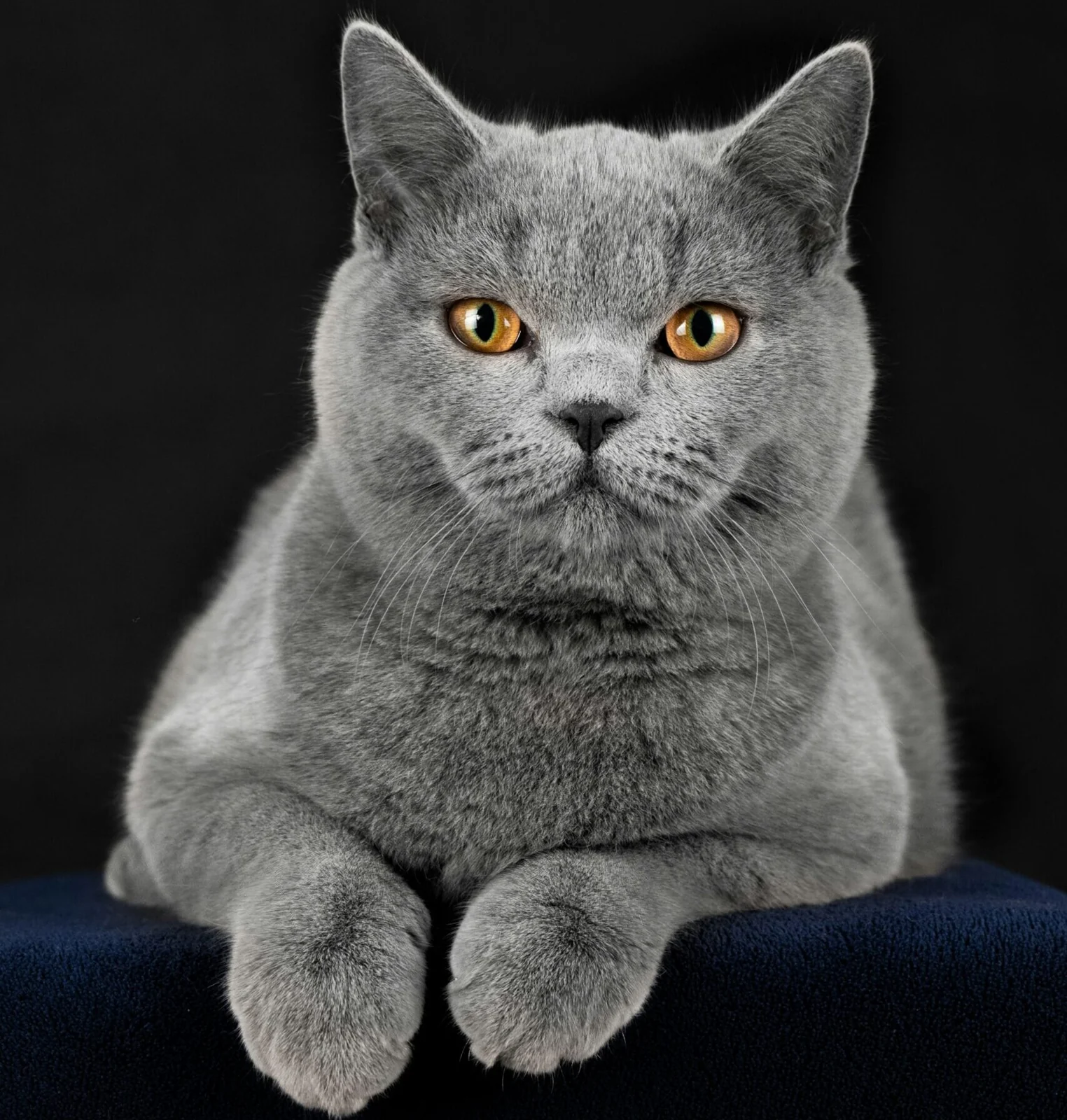 Gatos de Reyes Felinos