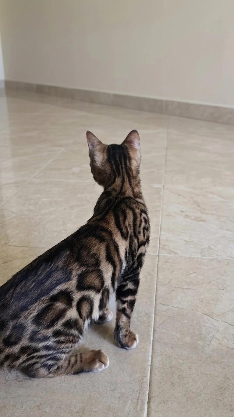 Blui, Bengalí