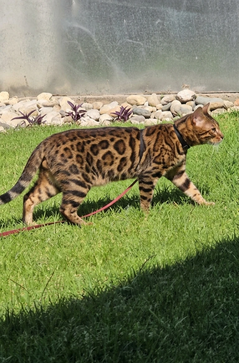 Leo, Bengalí