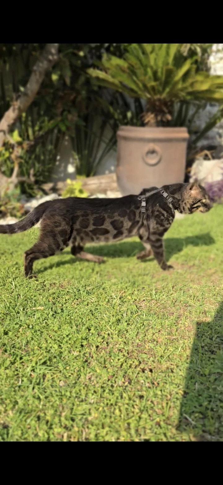 Milán, Bengalí