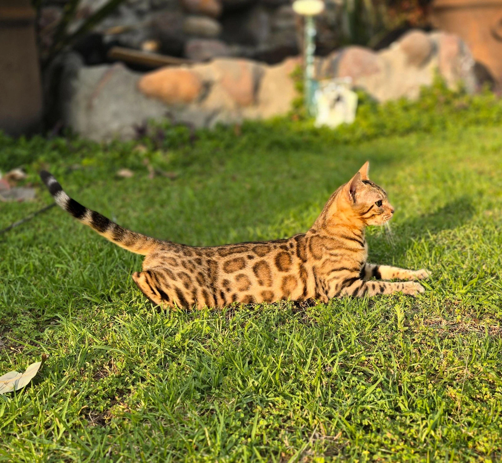 Pechuga, Bengalí