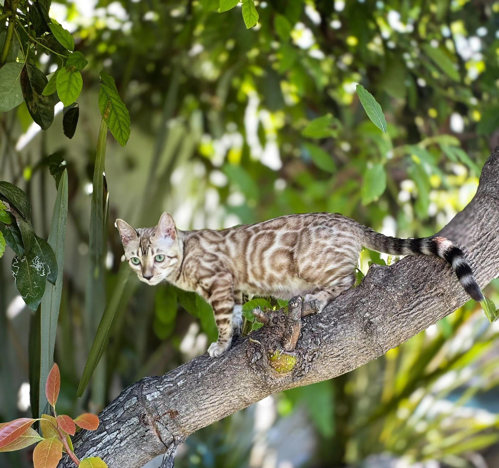 Perla, Bengalí