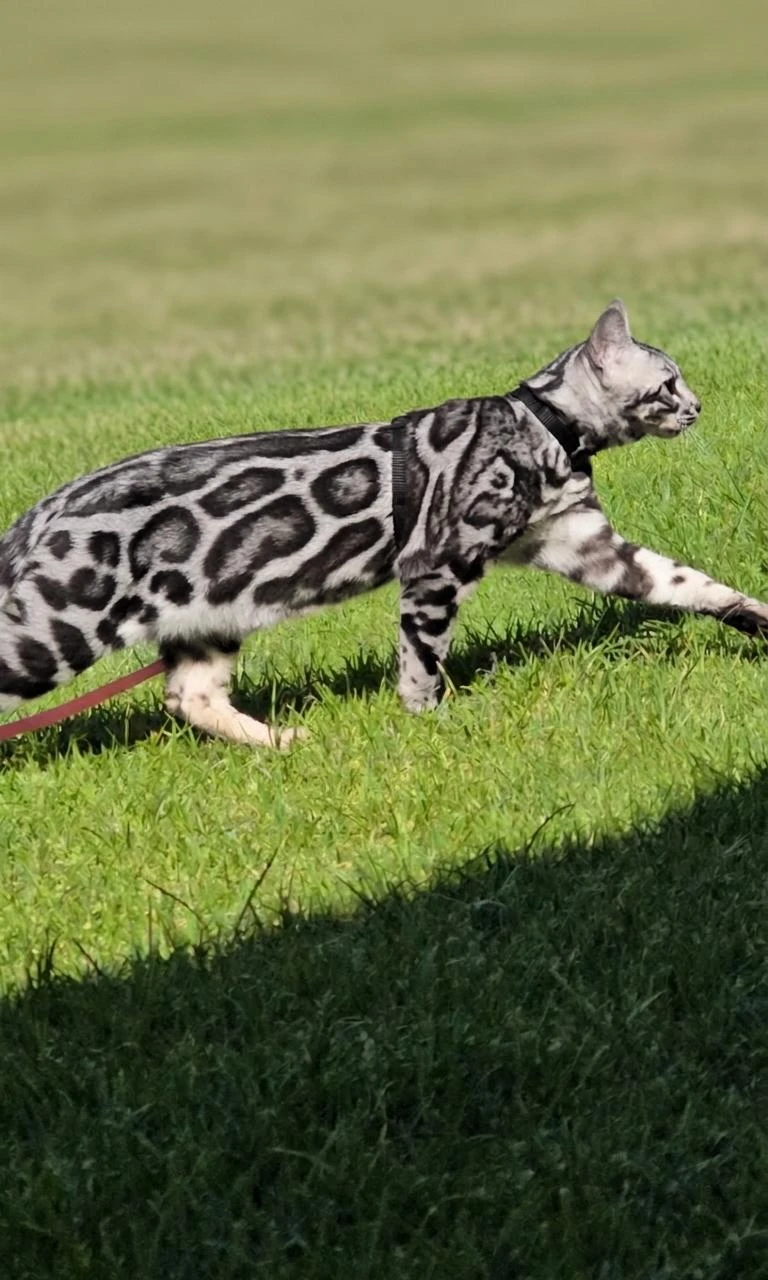 Rafaela, Bengalí