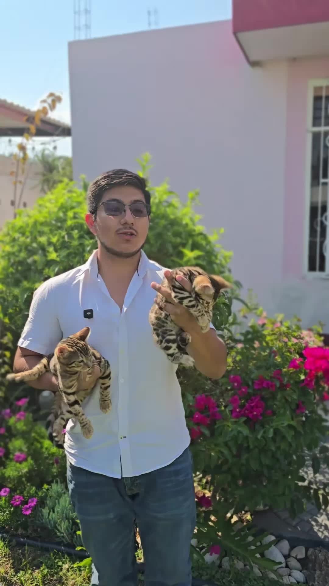 Vista previa del video 3 de Reyes Felinos