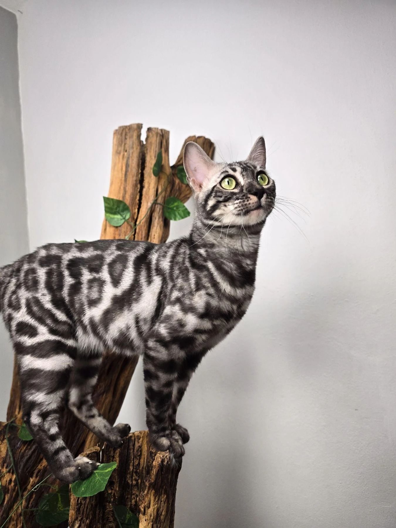 Yumi, Bengalí